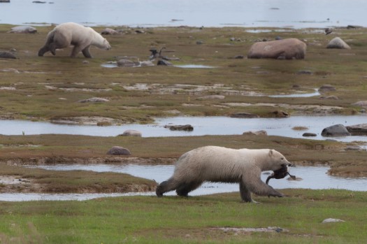 Polar Bears hunting on Akimski Island